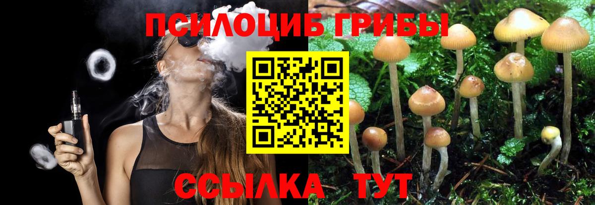 Псилоцибиновые грибы Psilocybe Новоалександровск